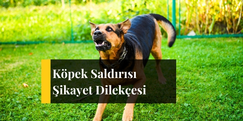 kopek saldirisi sikayet dilekcesi